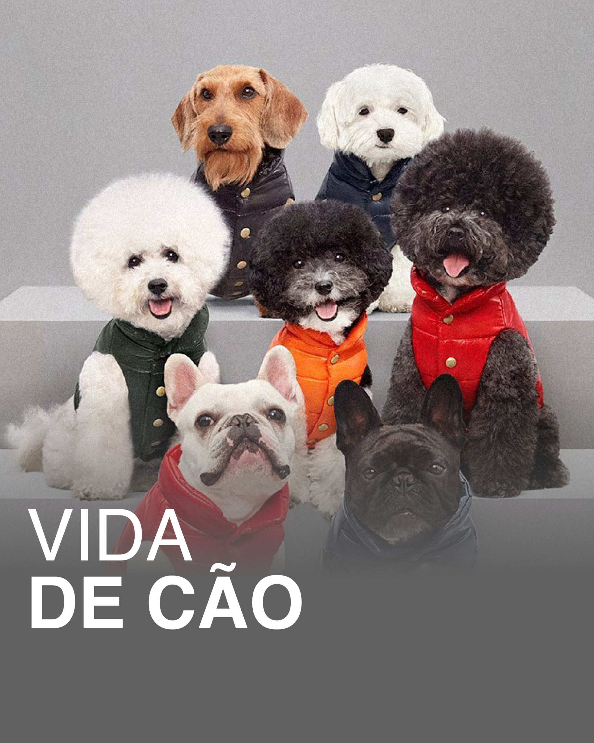 VIDA DE CÃO